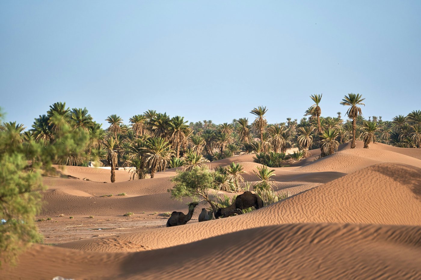 Dune e oasi lungo il percorso della Rust2Dakar