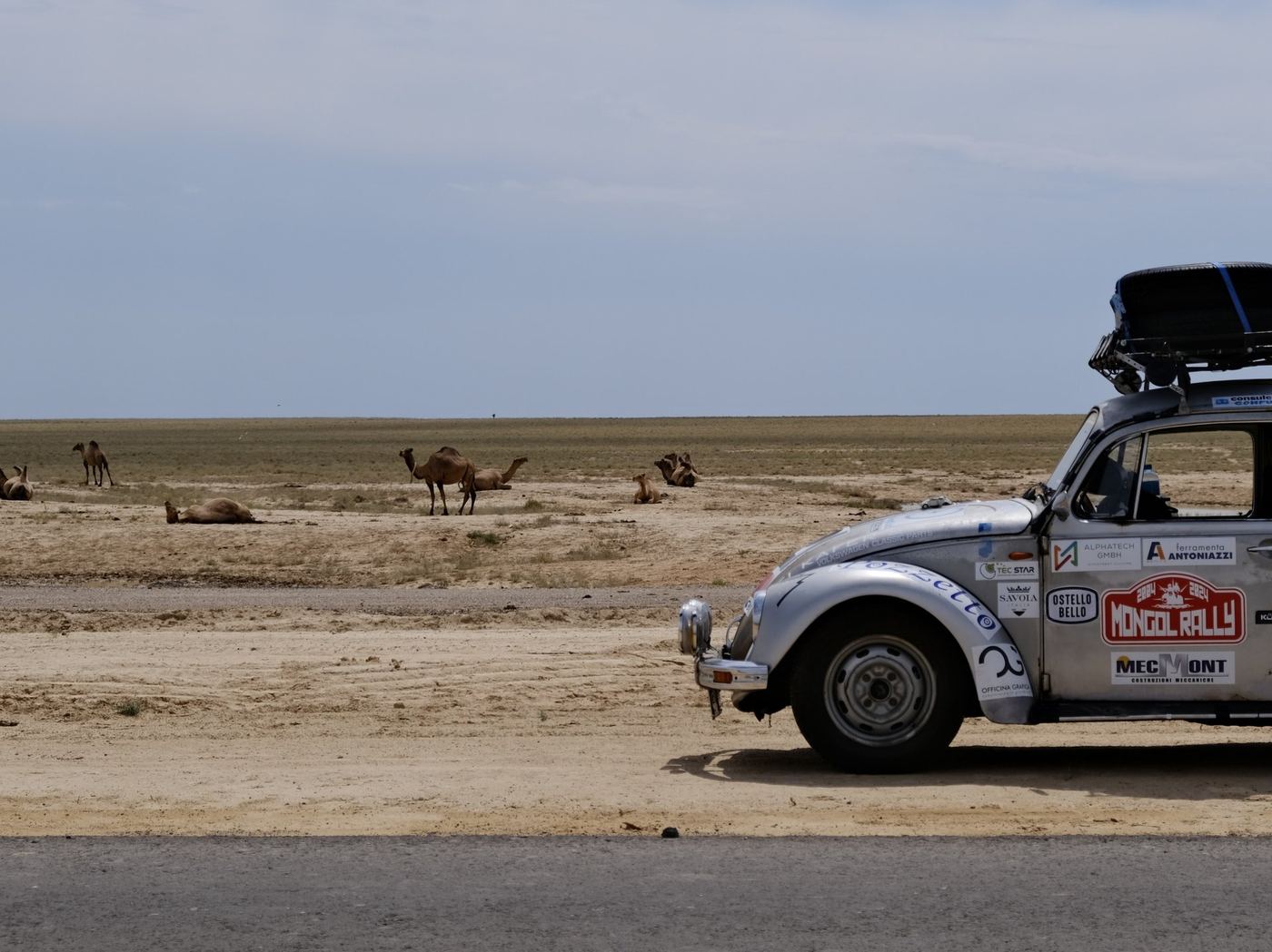 Un incontro ravvicinato con i cammelli del deserto